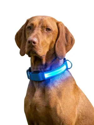 Reedog Colour svíticí obojek pro malé, střední a velké psy Exclusieve Aanbieding