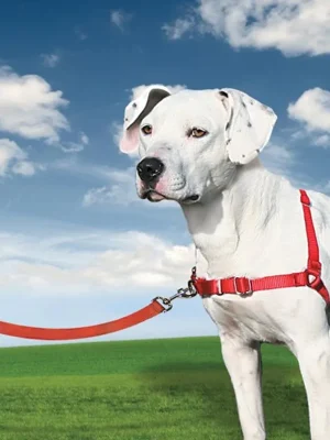 Lage Prijs Easy Walk™ Harness Postroj pro psa proti tahání