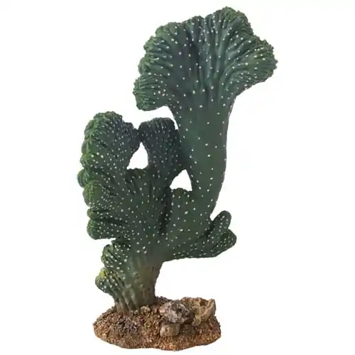 HOBBY Kaktus Victoria 22cm Express Levering