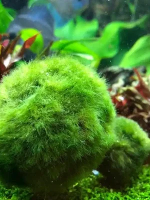 Cladophora aegagropila L Populair